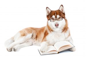 Siberian husky with glasses reading a book